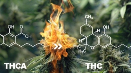 THCA Vs THC