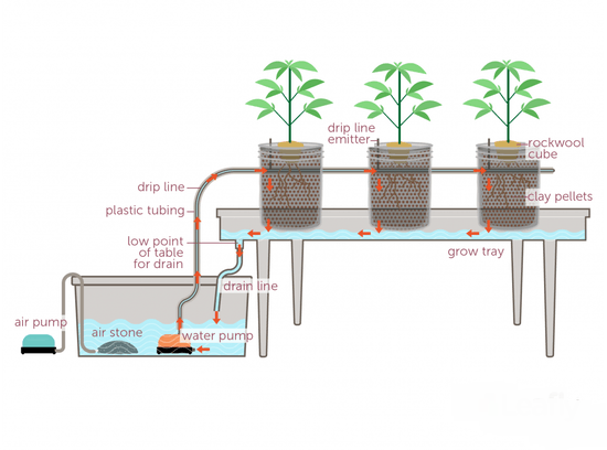 hydroponic setup