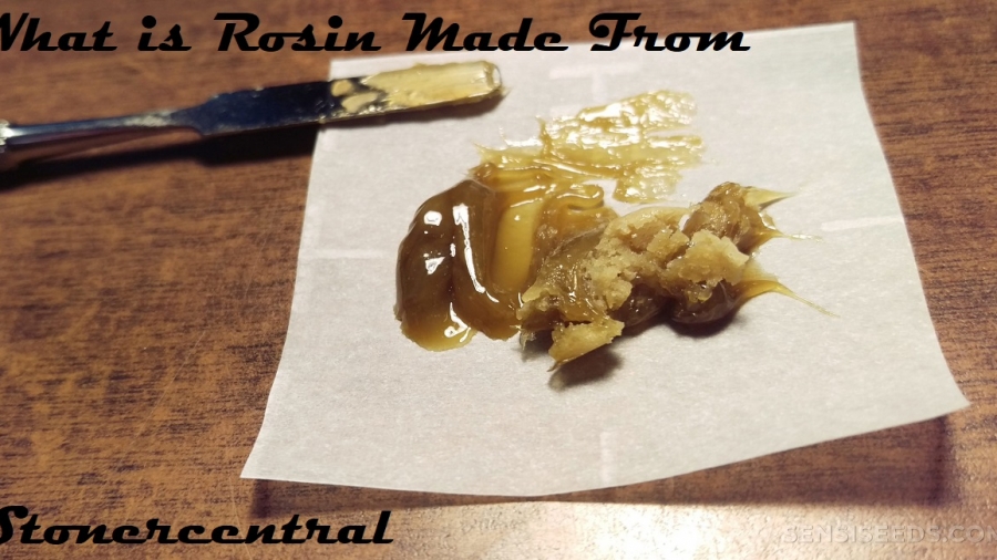 what is rosin made from