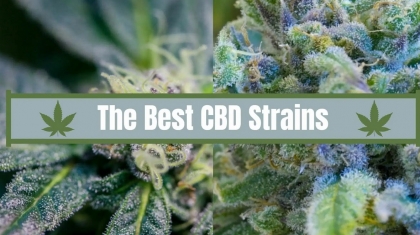 Best CBD strains