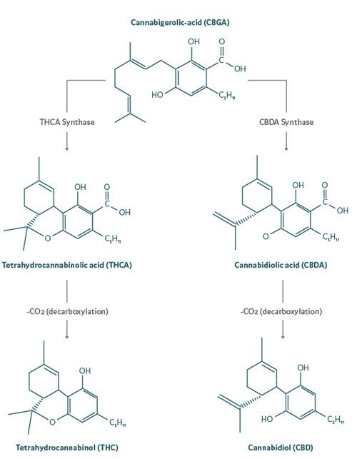 Chemical structure of marijuana