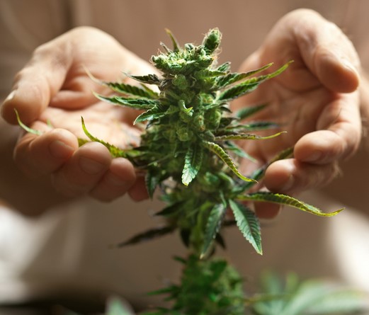 fresh cannabis leaves uses