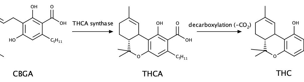 thca vs thc