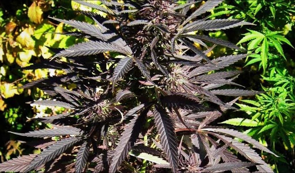 black marijuana leaf
