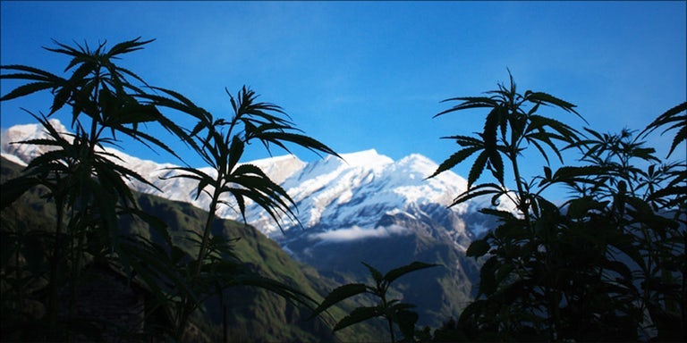 black marijuana leaf