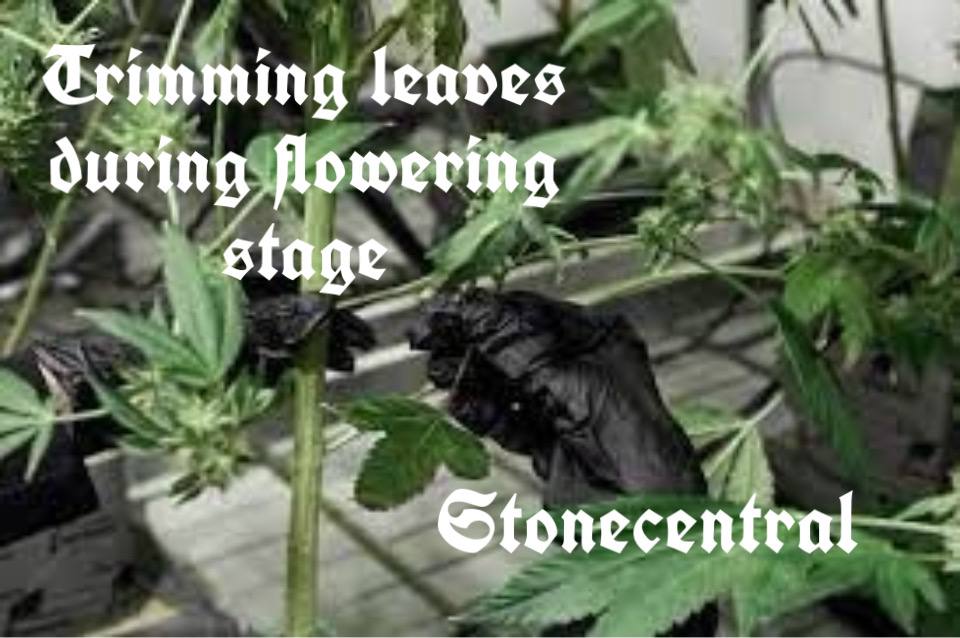 Trimming leaves during flowering stage