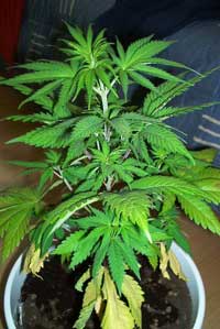 cannabis plant problems yellow leaves