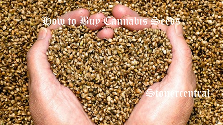 hemp seeds held by woman hands shaping a heart