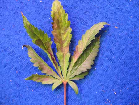 red marijuana leaf