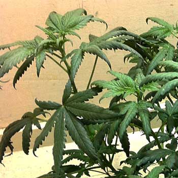 what causes cannabis leaves to curl