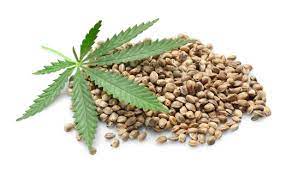 growing marijuana from seed