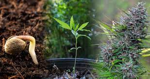 growing marijuana from seed