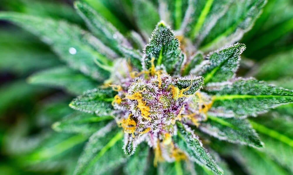 trichomes