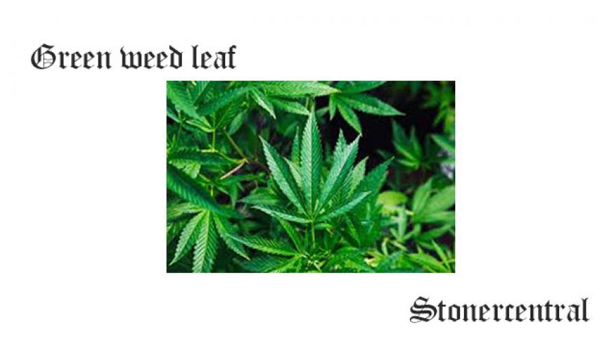Green weed leaf