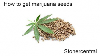 How to get marijuana seeds