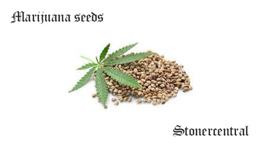 Marijuana seeds