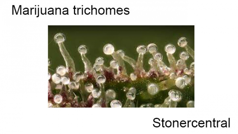 Marijuana trichomes