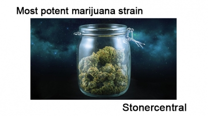 Most potent marijuana strain