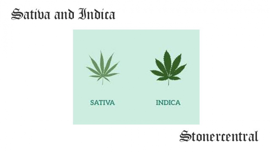 Sativa and Indica