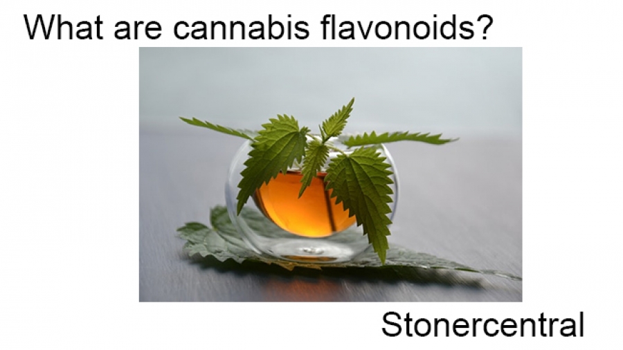 What are cannabis flavonoids