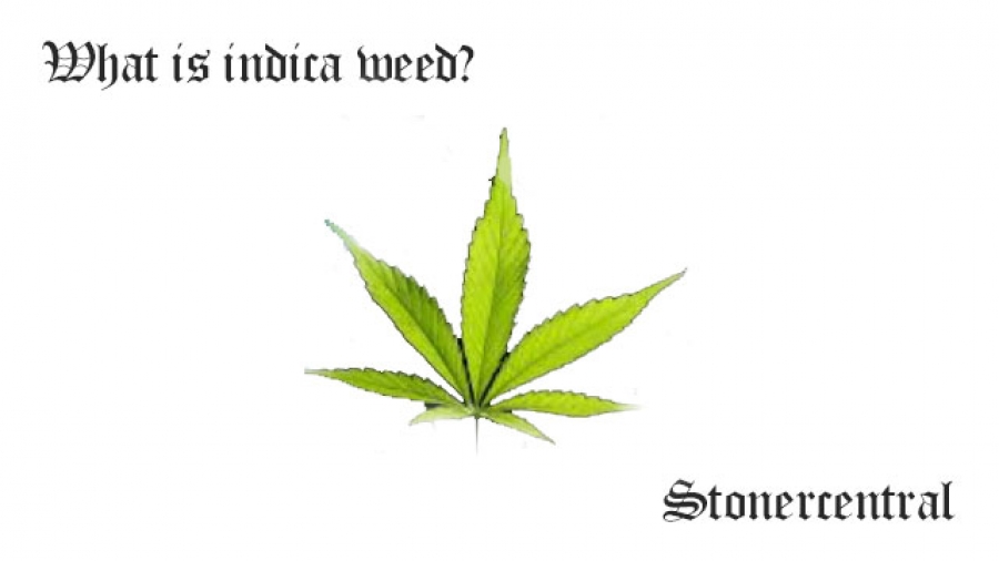 What is indica weed
