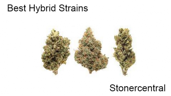 best hybrid strains