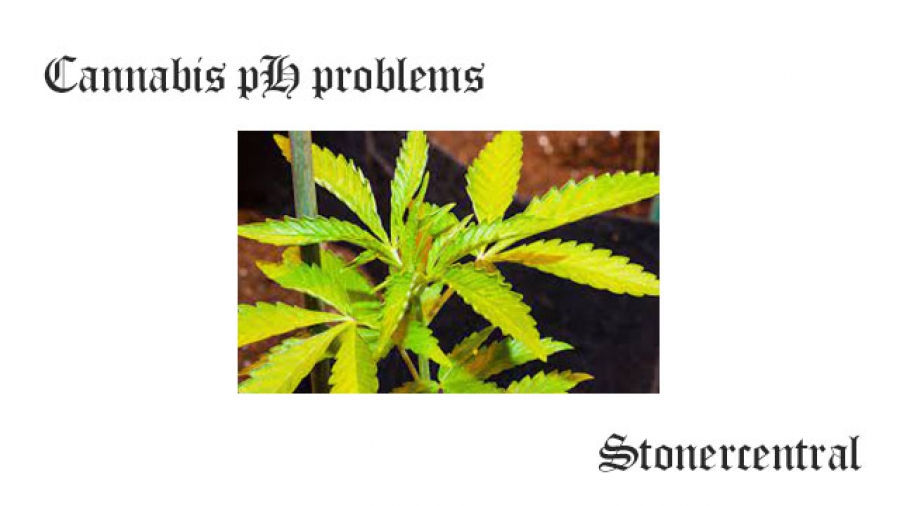 cannabis ph problems