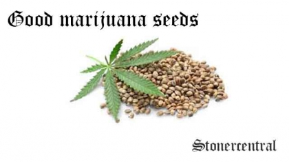 good marijuana seeds