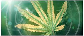 marijuana leaves turning yellow