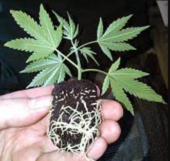 how to make marijuana clones