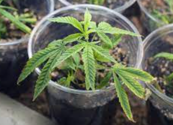 how to make marijuana clones