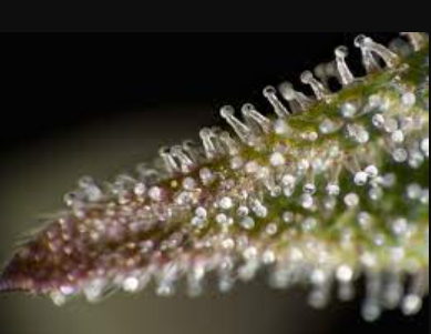 marijuana trichomes ready