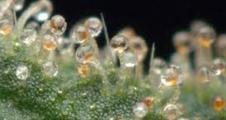 marijuana trichomes ready