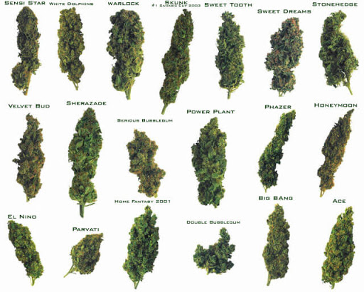 best marijuana strains