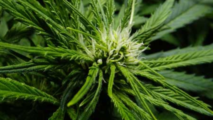 young-3-week-old-cannabis-bud-flowering-stage-sm